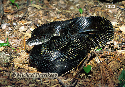 Black Rat Snake (Elaphe obsoleta)